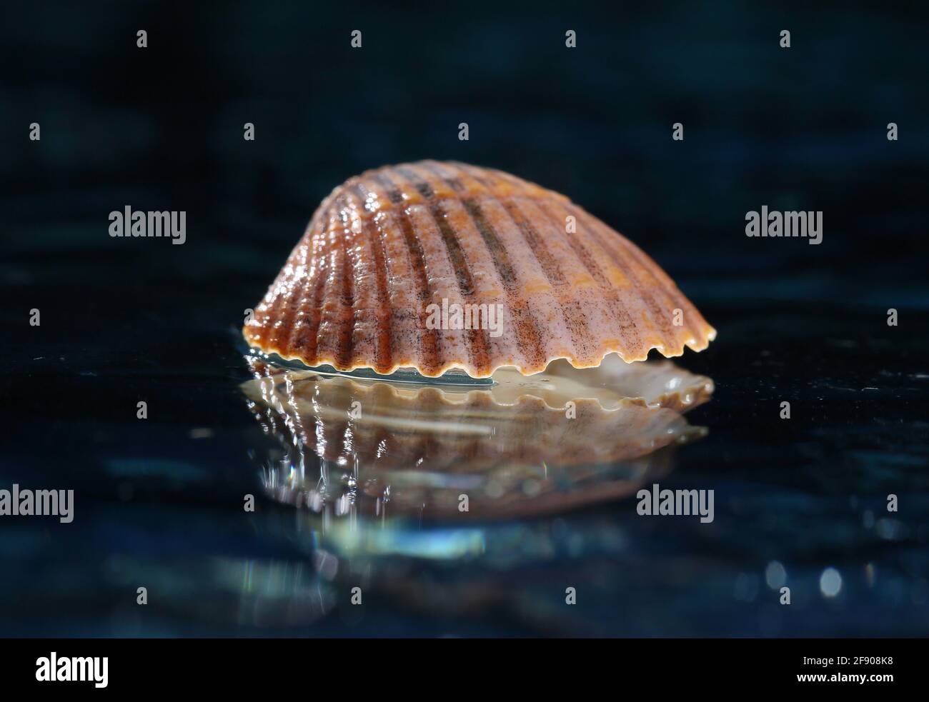 Shells Ridges Yellow Sea shells arranged as a yellow background Stock Photo - Alamy