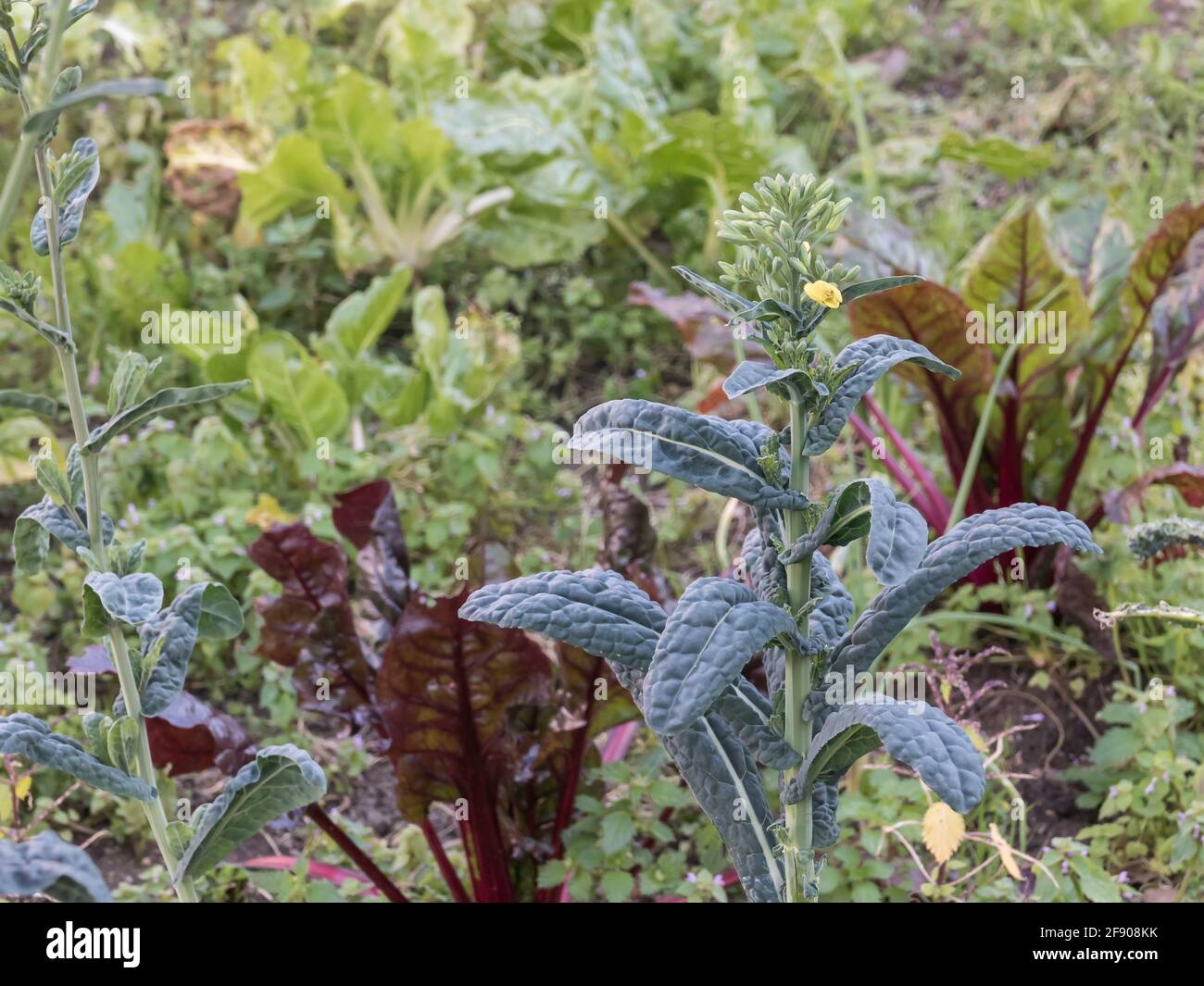 Cavolo nero plant Brassica oleracea palmifolia in a vegetable plot outdoors Stock Photo