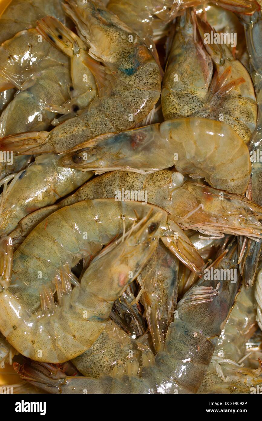 Whiteleg shrimp (Litopenaeus vannamei, formerly Penaeus vannamei) Stock Photo