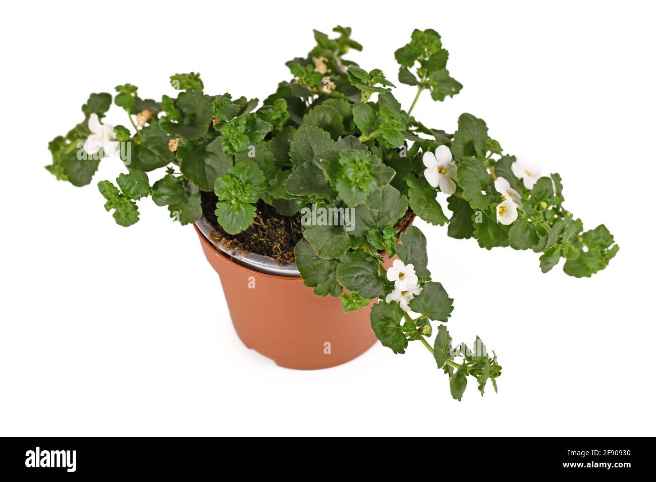 Small perennial flowering 'Sutera Cordata' plant with white blooming flowers in flower pot isolated on white background Stock Photo