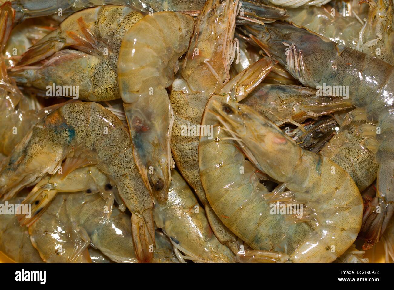 Whiteleg shrimp (Litopenaeus vannamei, formerly Penaeus vannamei) Stock Photo