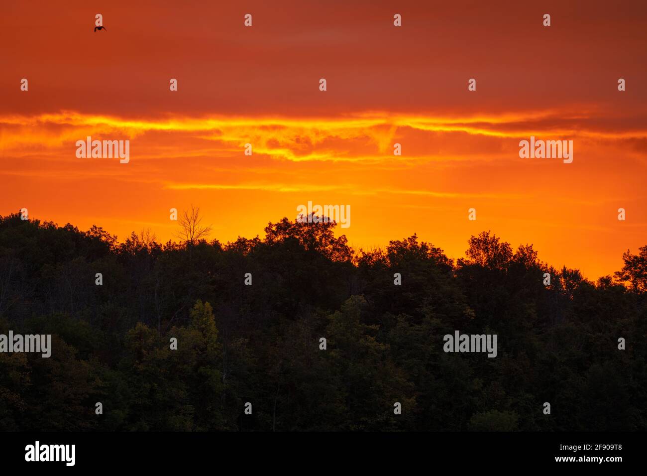 Bright orange sky behind the tree line at sunrise in the countryside Stock Photo