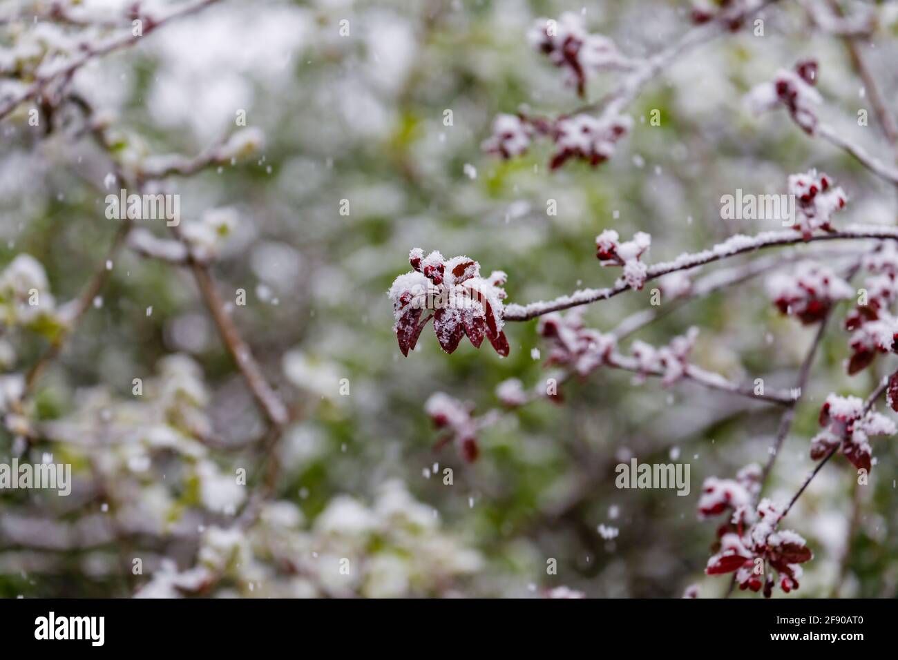 Blossom of a dark red crab apple (Malus) tree covered in snow in a garden in Surrey, south-east England after unseasonal late mid-April snow Stock Photo