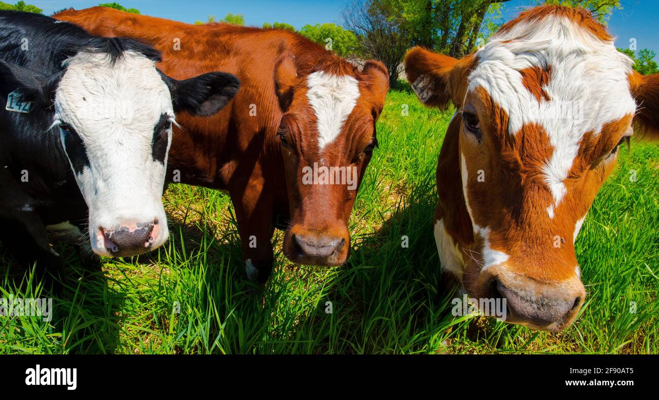 Curious cows in pasture, Dassel, Minnesota, USA Stock Photo