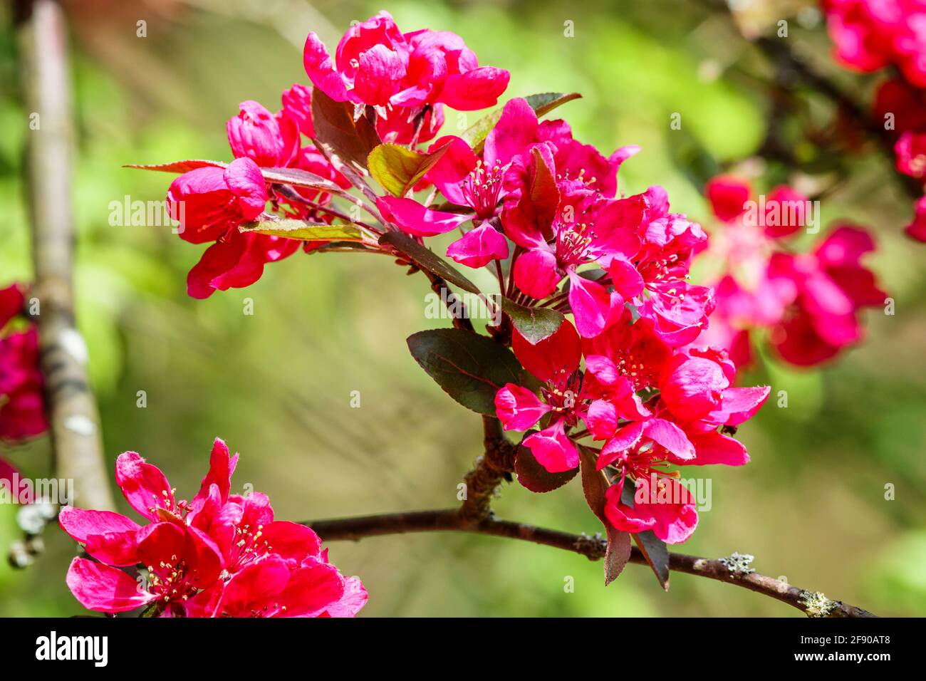 Close-up view of the dark red petals of flowers in a crab apple (Malus) tree blossoming in Spring in a garden in Surrey, south-east England Stock Photo