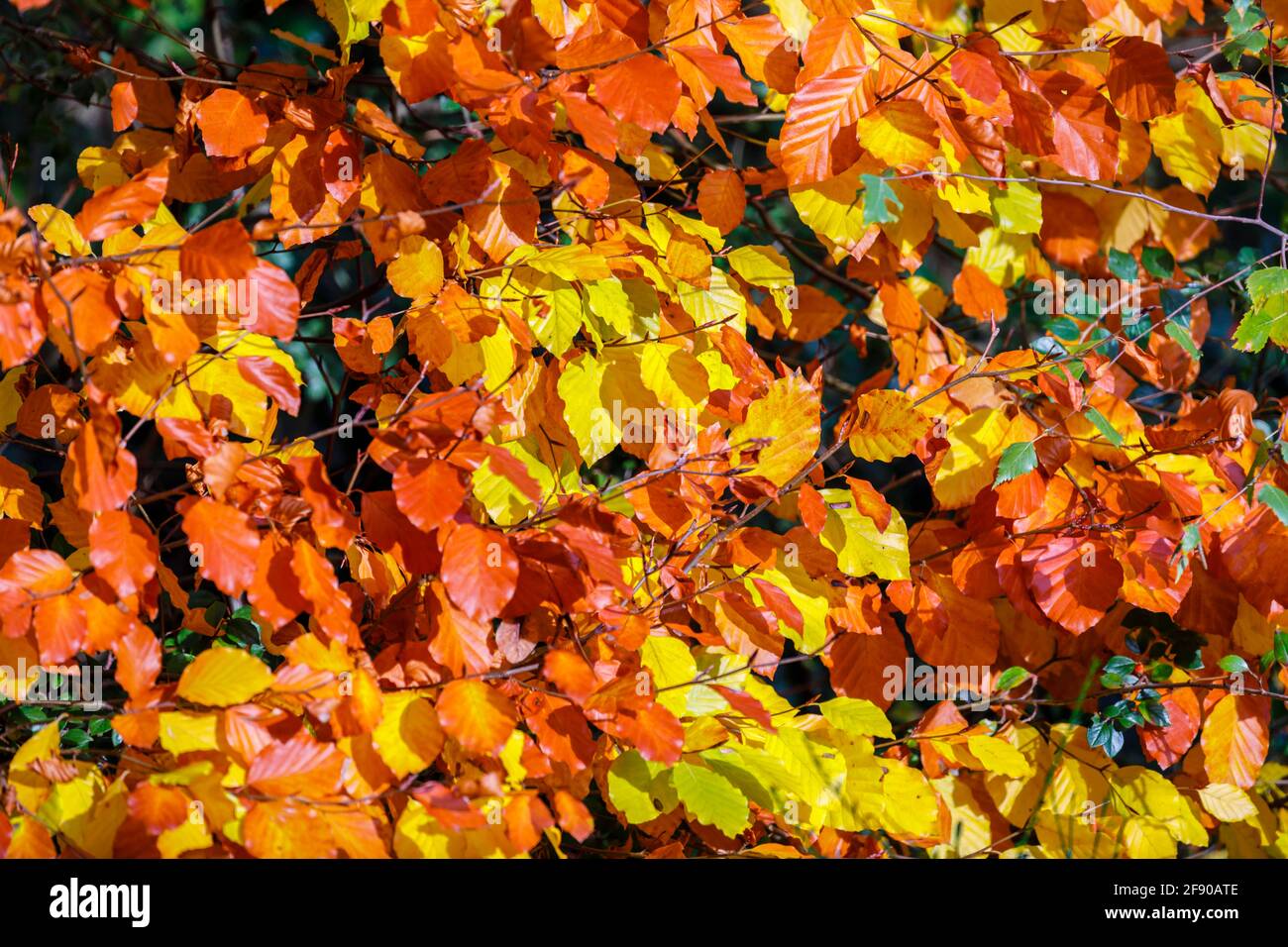 Close-up view of leaves of a European beech tree, Fagus sylvatica, turning golden yellow to brown colours glowing in late autumn sunlight Stock Photo