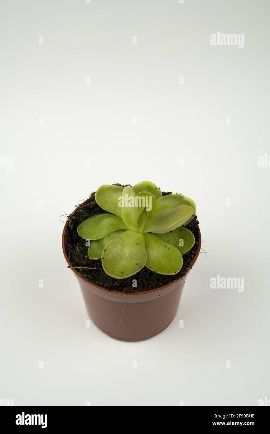 butterworts in pot with white background, top view Stock Photo
