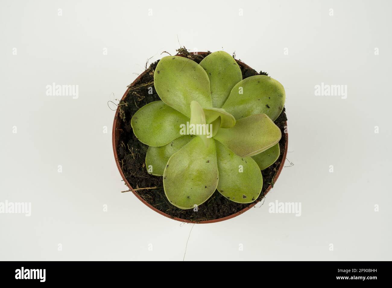 butterworts in pot with white background, overhead view Stock Photo