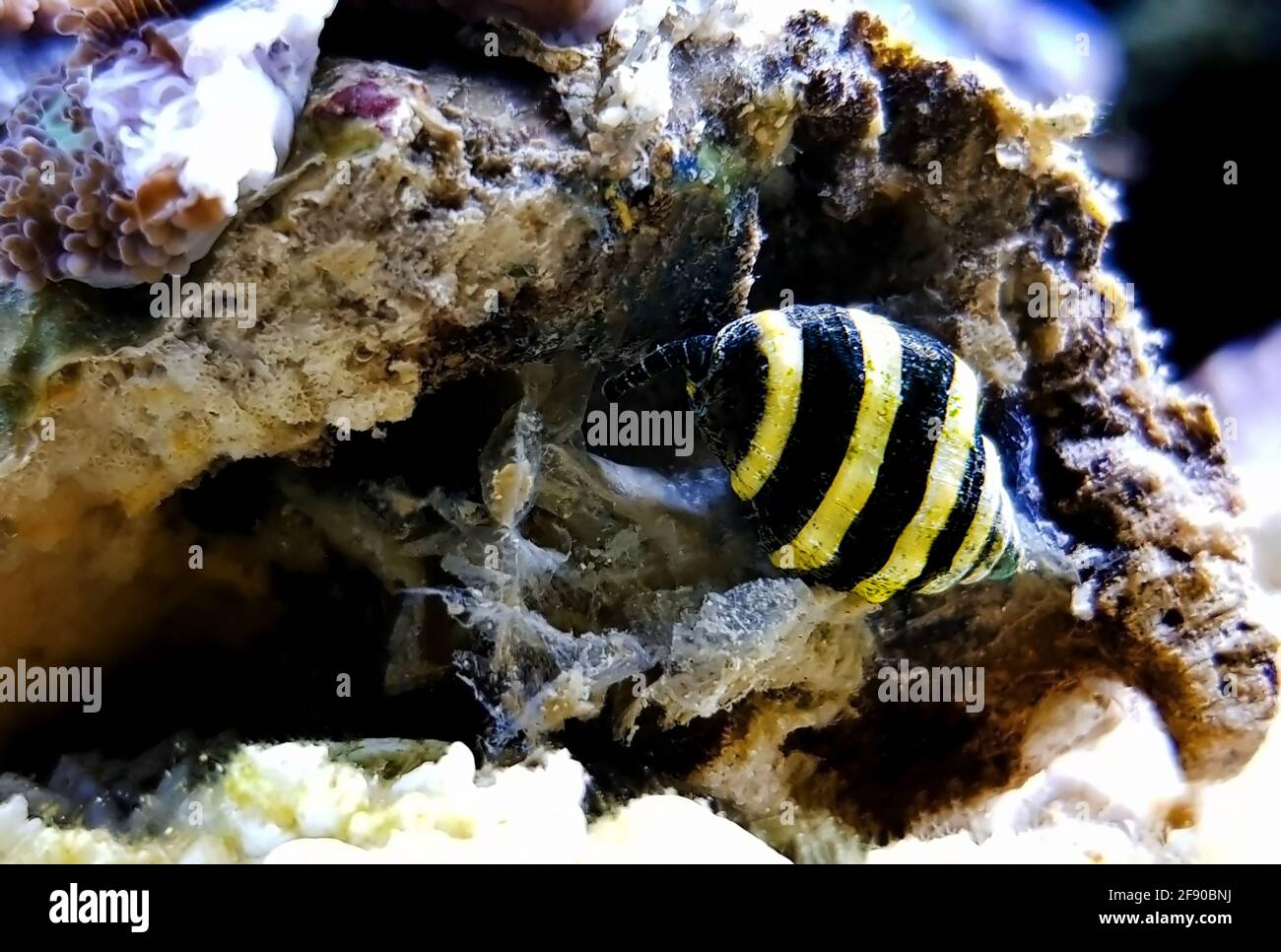 Bumble Bee Snail - (Engina mendicaria) Stock Photo