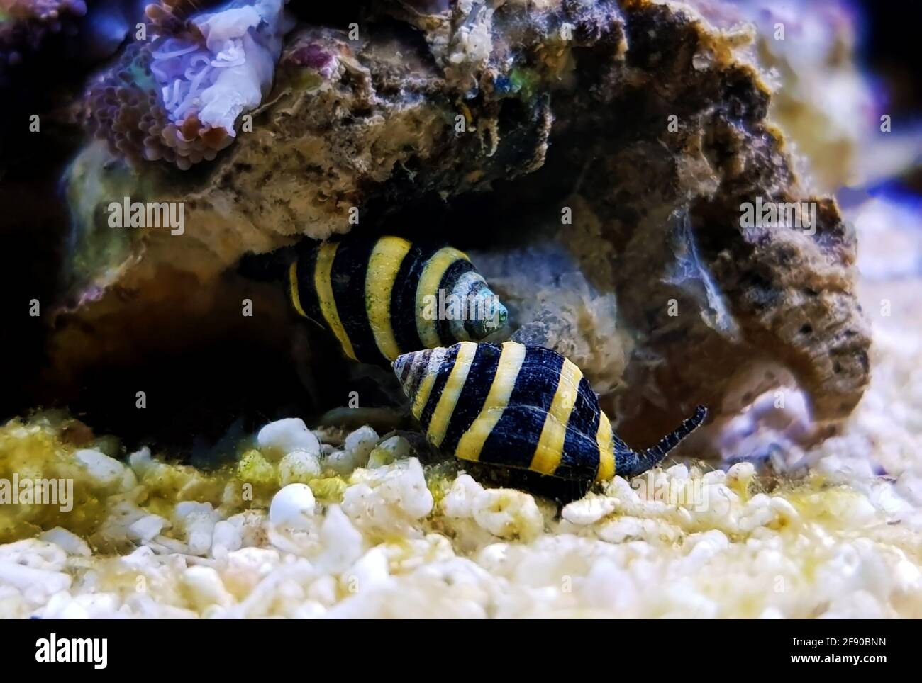 Bumble Bee Snail (Engina mendicaria Stock Photo Alamy