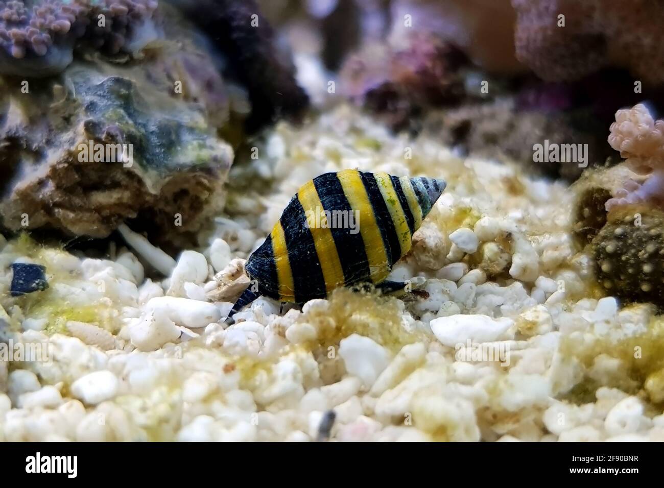 Bumble Bee Snail - (Engina mendicaria) Stock Photo
