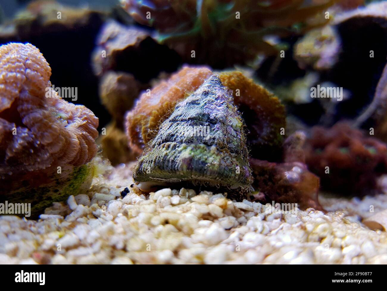 Sea snail in saltwater aquarium reef tank Stock Photo Alamy