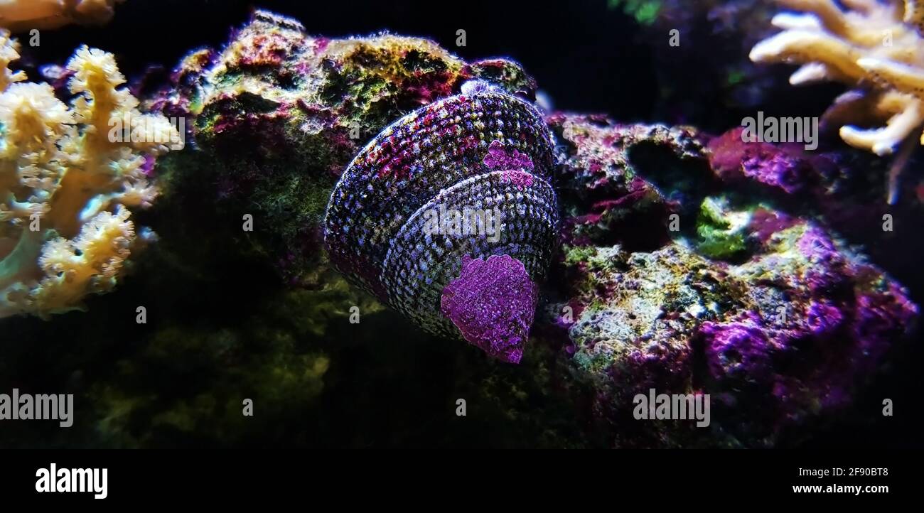 Sea snail in saltwater aquarium reef tank Stock Photo Alamy