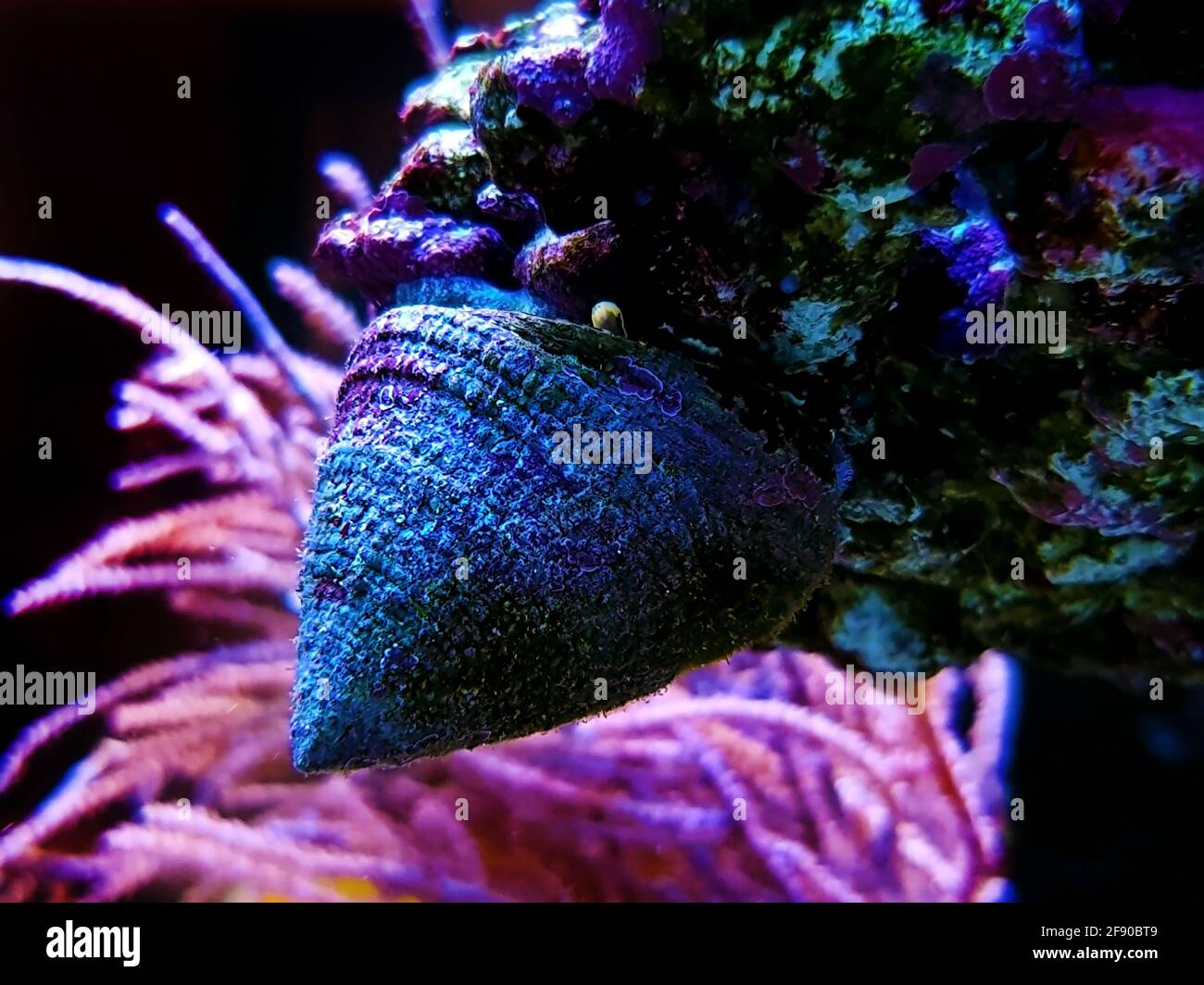 Sea snail in saltwater aquarium reef tank Stock Photo