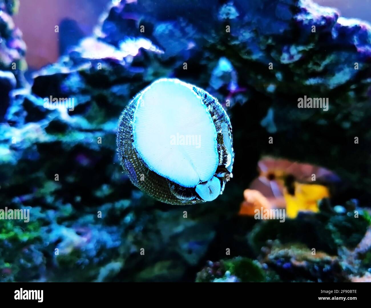 Sea snail in saltwater aquarium reef tank Stock Photo