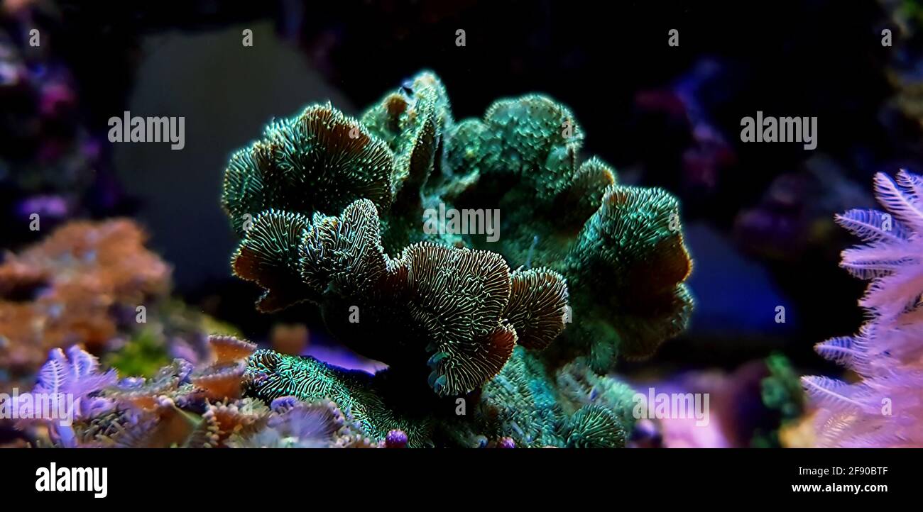 Pavona SPS Cactus Coral - (PAVONA DECUSSATUS) Stock Photo
