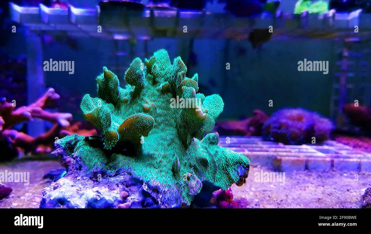 Pavona SPS Cactus Coral - (PAVONA DECUSSATUS) Stock Photo