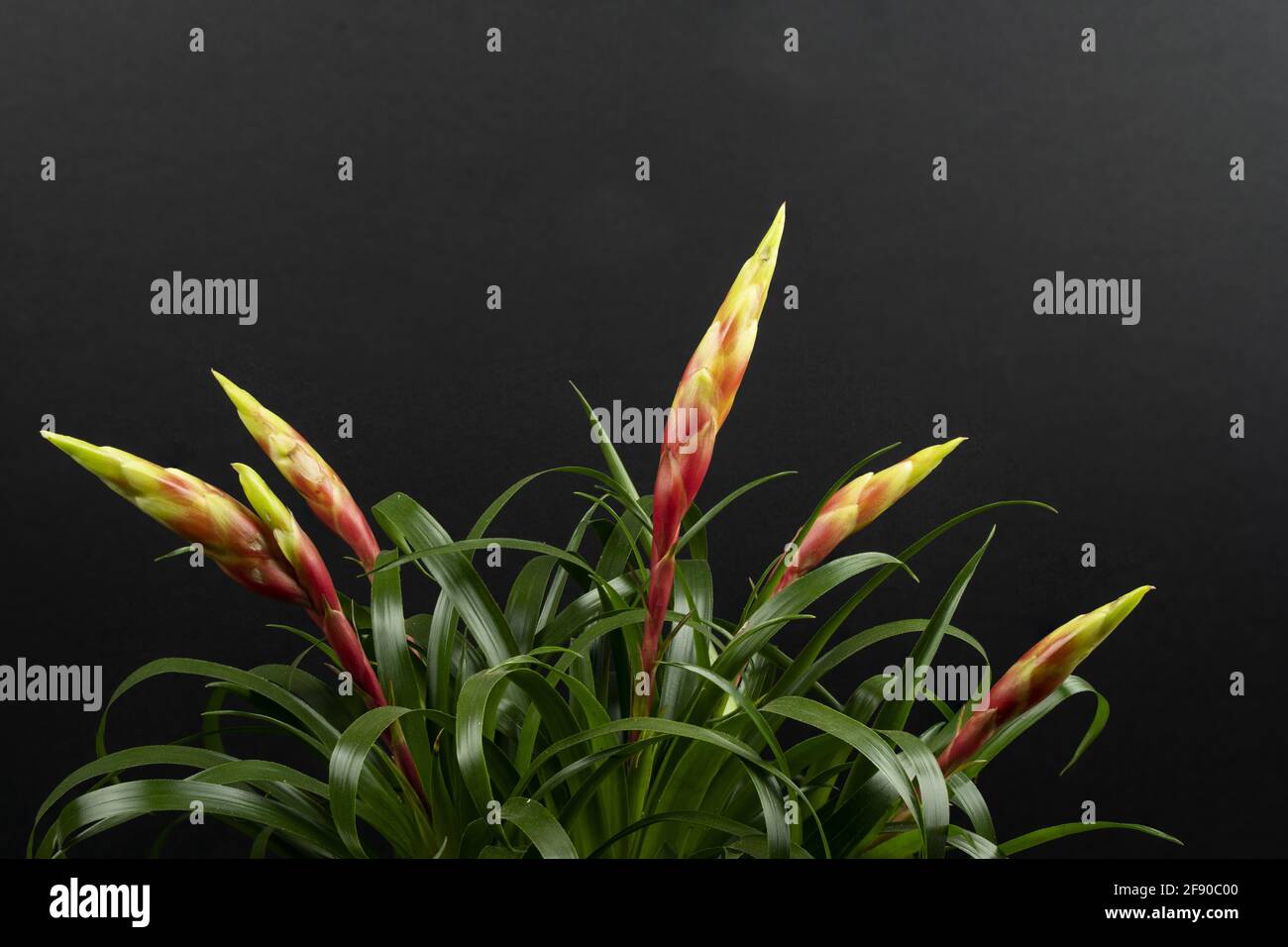 vriesea shannon potted with black background Stock Photo