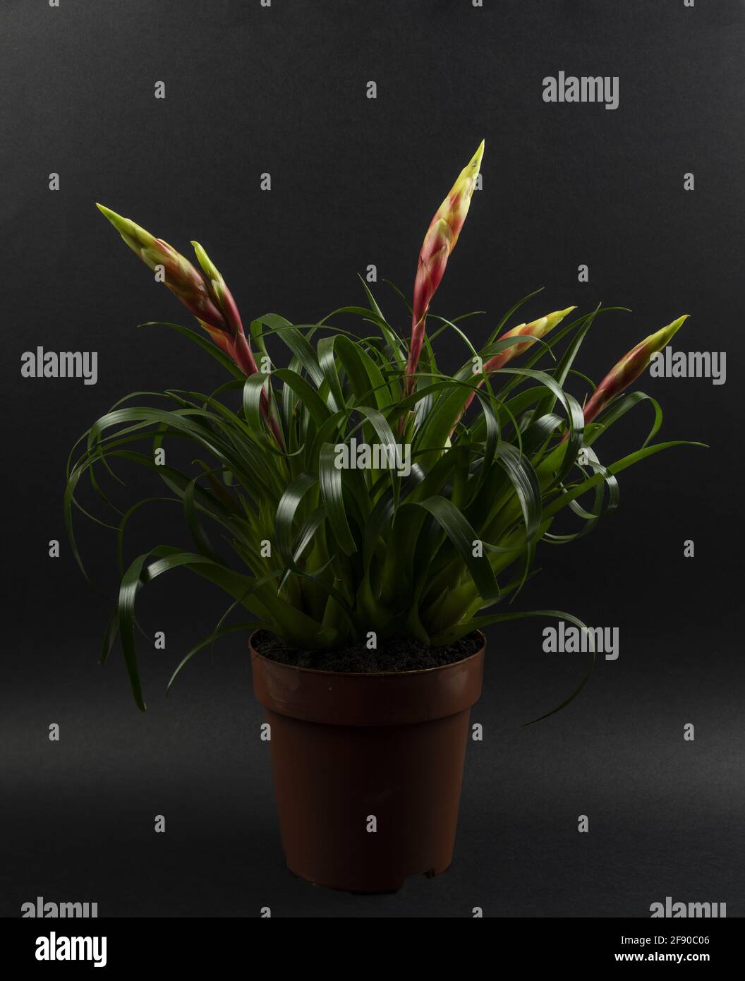 vriesea shannon potted with black background Stock Photo
