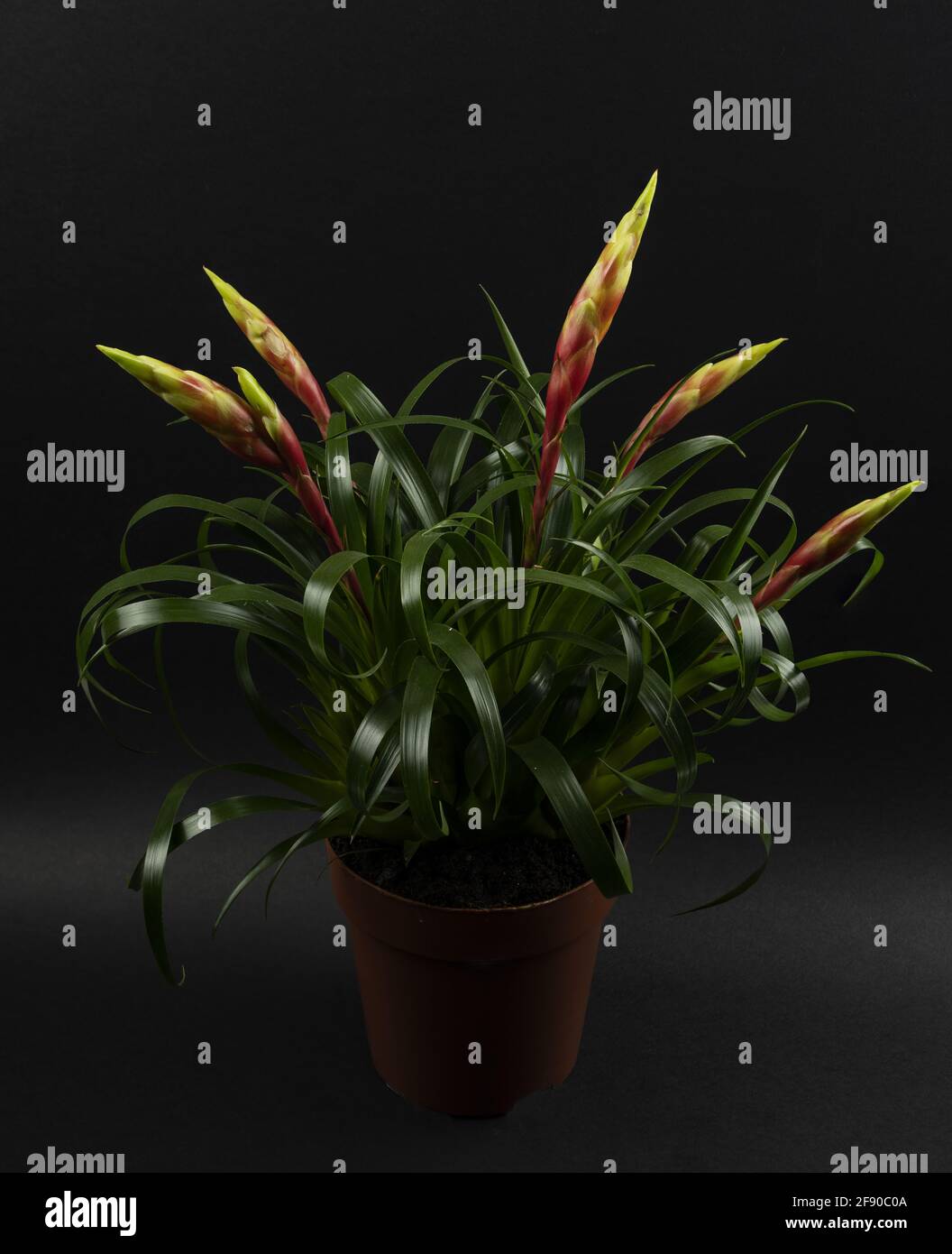 vriesea shannon potted with black background, top view Stock Photo