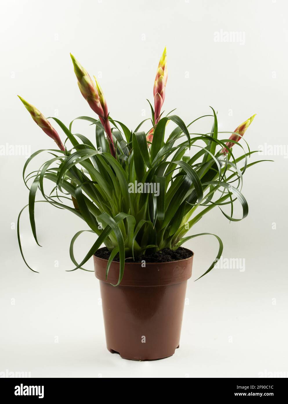 vriesea shannon potted with white background Stock Photo