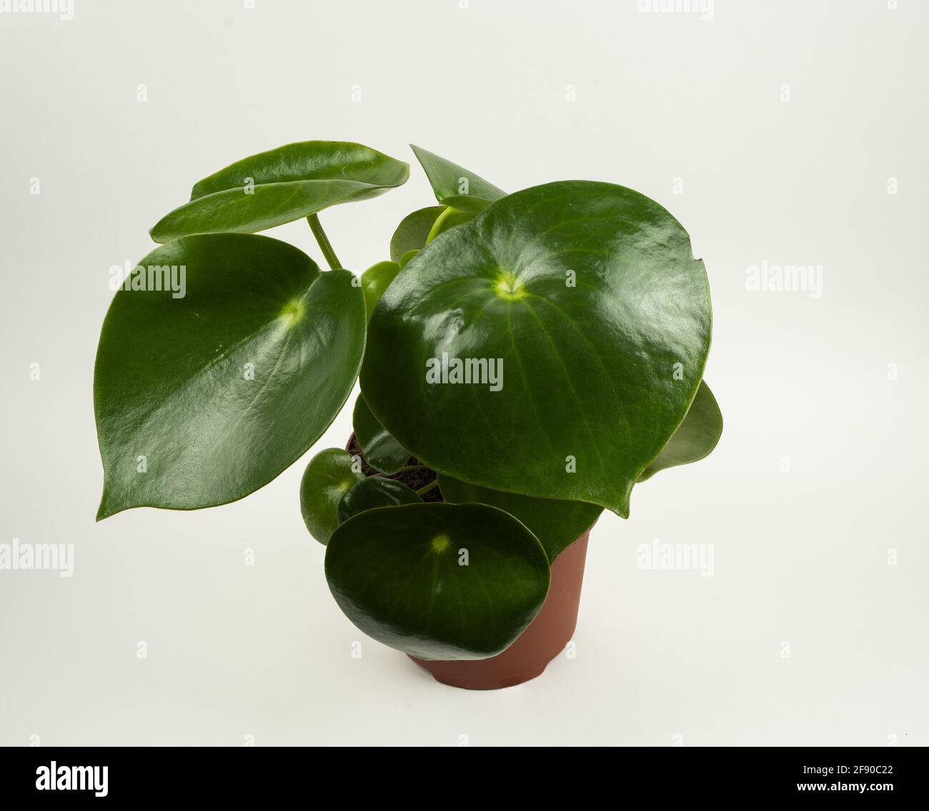 peperomia polybotrya in pot with white background, top view Stock Photo
