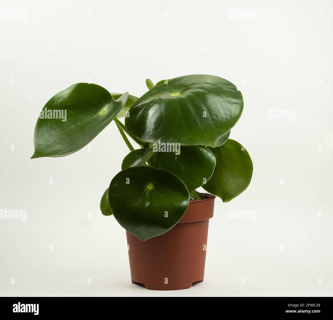 peperomia polybotrya in pot with white background Stock Photo