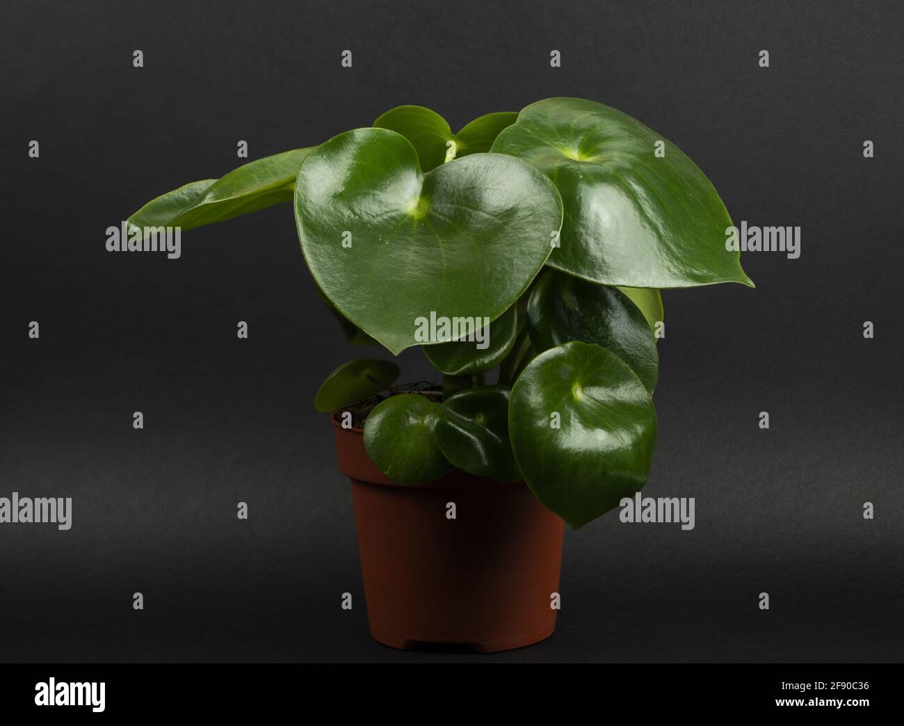 peperomia polybotrya in pot with black background Stock Photo
