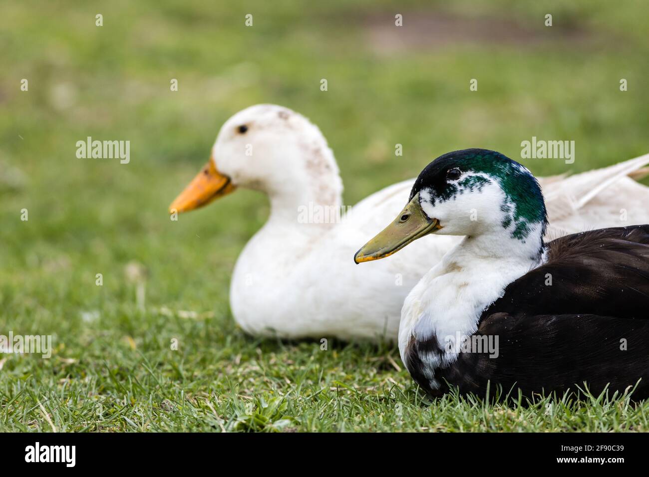 Mutant Mallard Duck Hybrid (Anas platyrhynchos) sits next to White