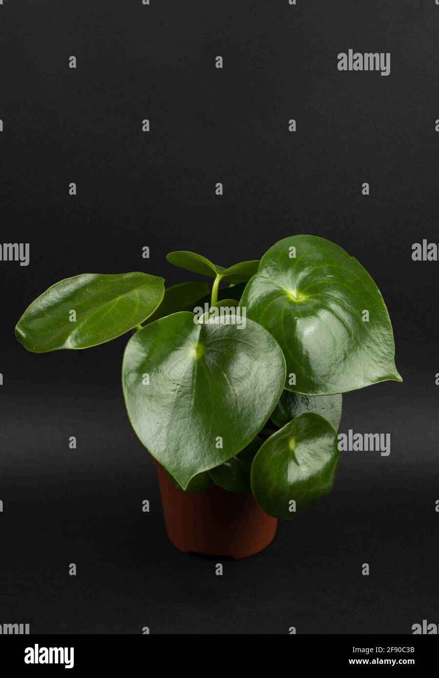 peperomia polybotrya in pot with black background, top view Stock Photo