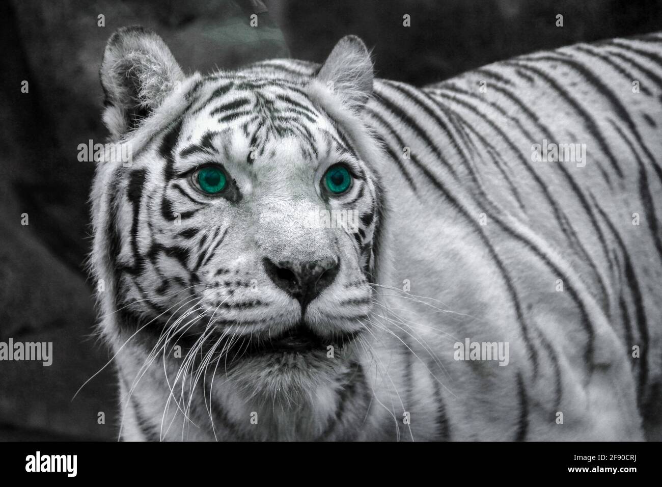 White tiger with blue eyes goes hunting Stock Photo Alamy