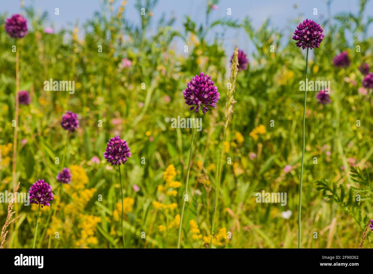 Glacier wildflowers meadow hi-res stock photography and images - Alamy