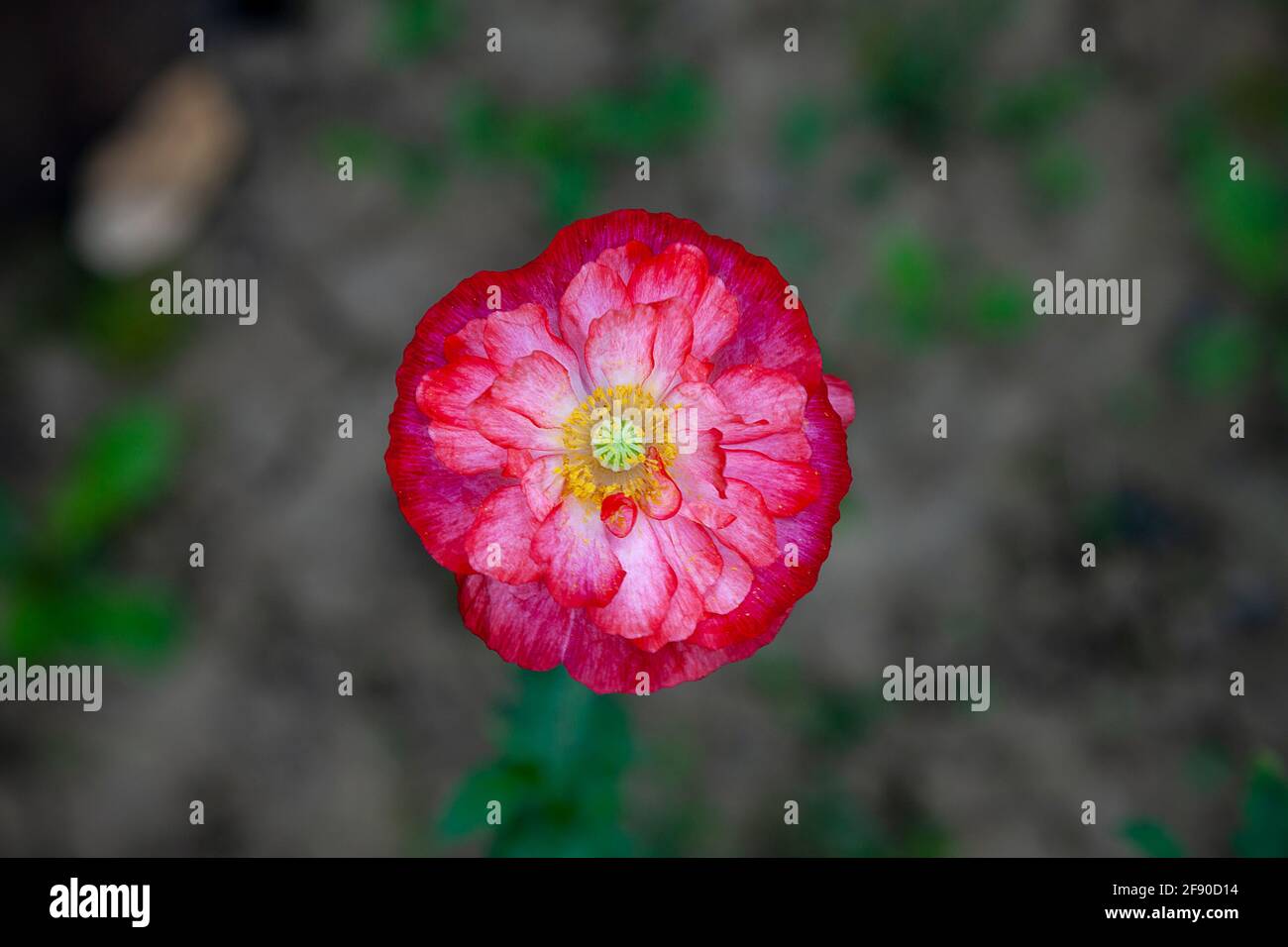 Red lonely poppy flower growing in the garden Stock Photo - Alamy