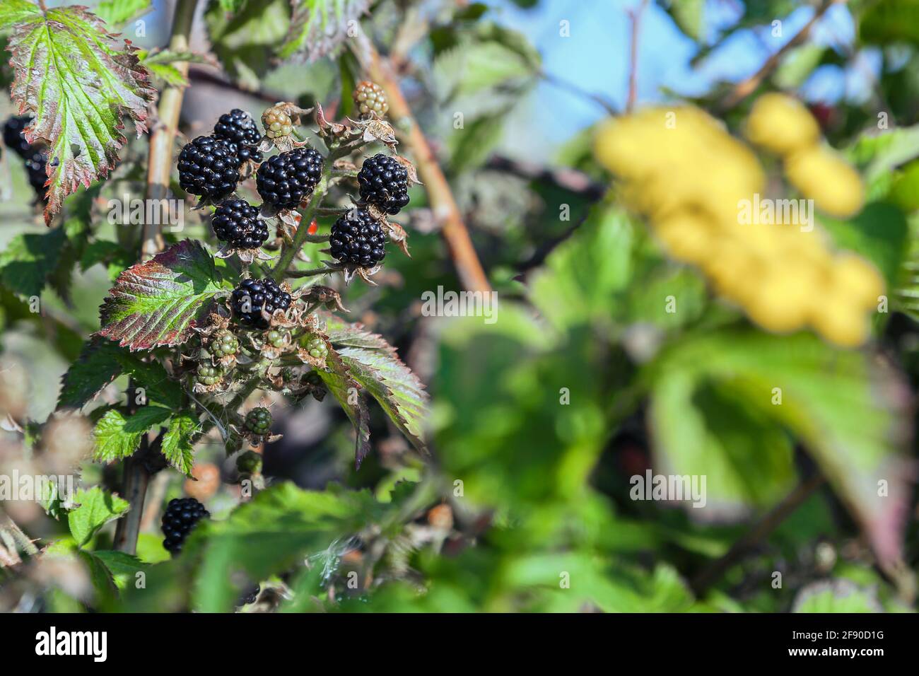 Ripe berries of a garden blackberry on a bush Stock Photo
