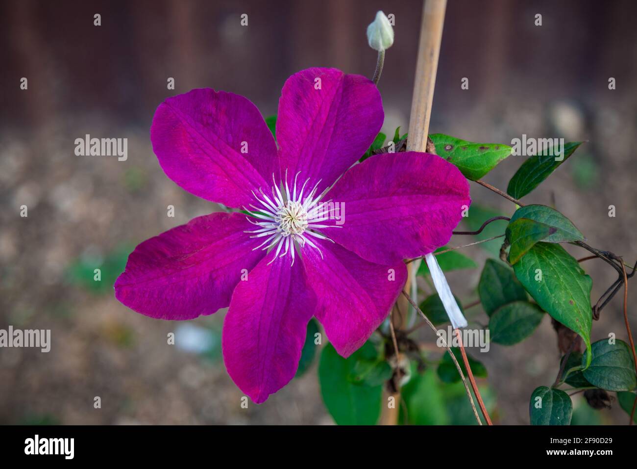 Large lilac clematis flower on a blurred background Stock Photo