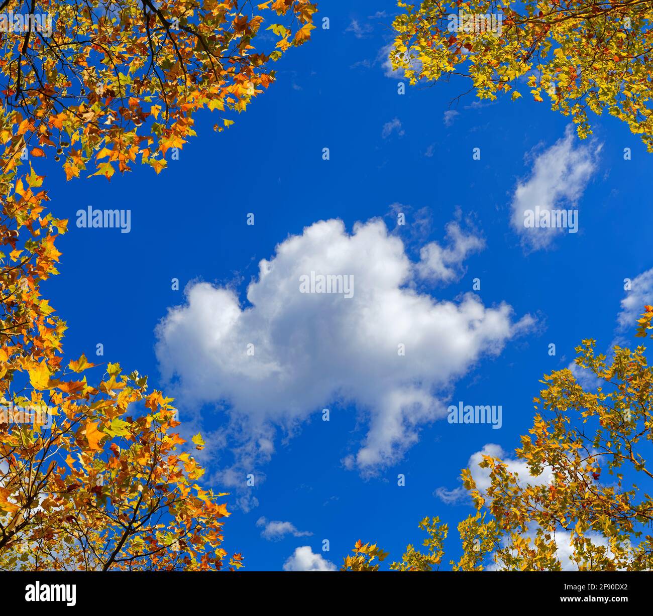 Blue sky and clouds above trees Stock Photo