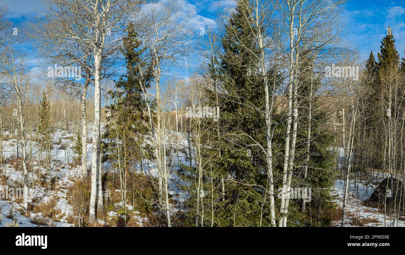 Pine trees and birches stand in the forest of the Beartooth Mountains