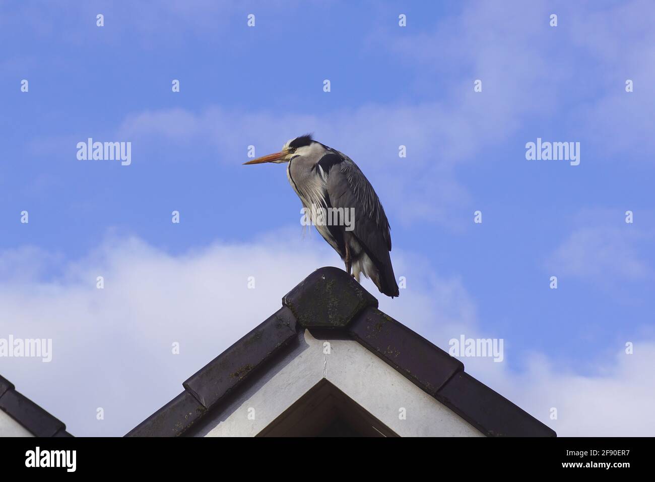 Grey Heron Ardea Cinerea , A Long-legged Predatory Wading Bird Of The Heron Family, Ardeidae. On The Roof Looking For Frogs In Our Pond In The Garden. Stock Photo
