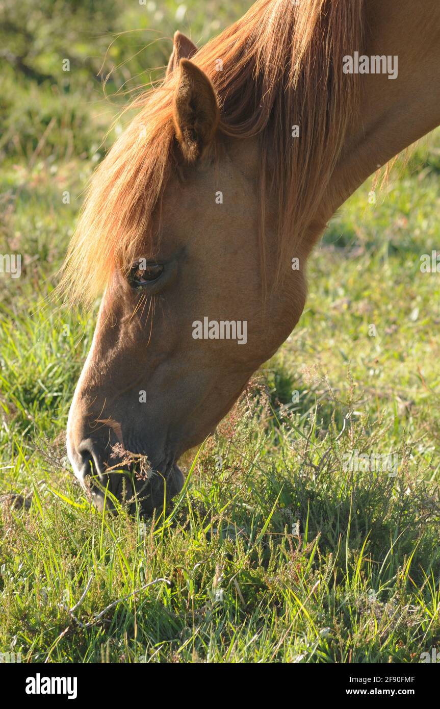 Ritratti di cavalli Stock Photo