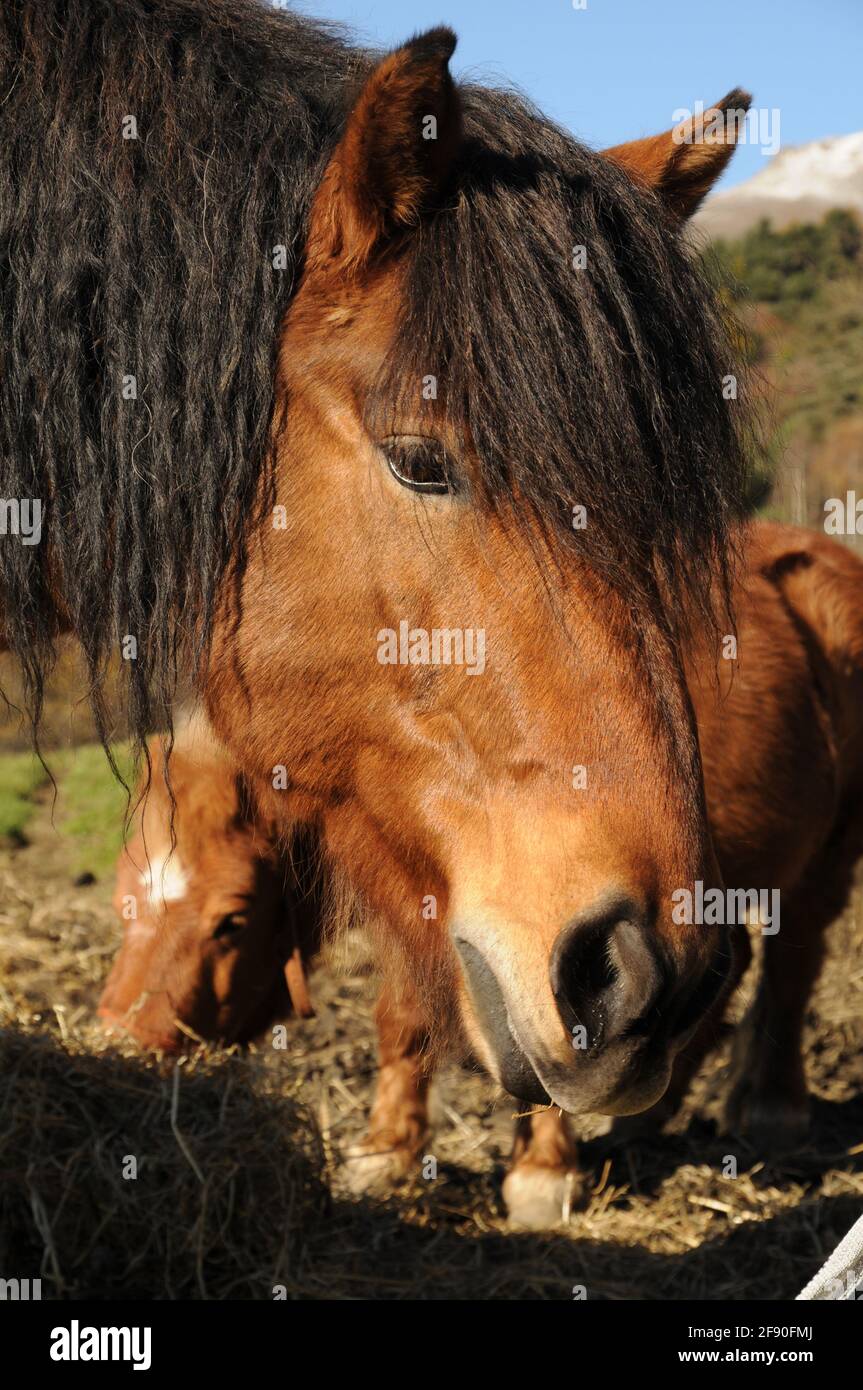 Il Cavallo Da Tiro Bianco Al Campo Di Recente D'aratura Solca Il Fondo
