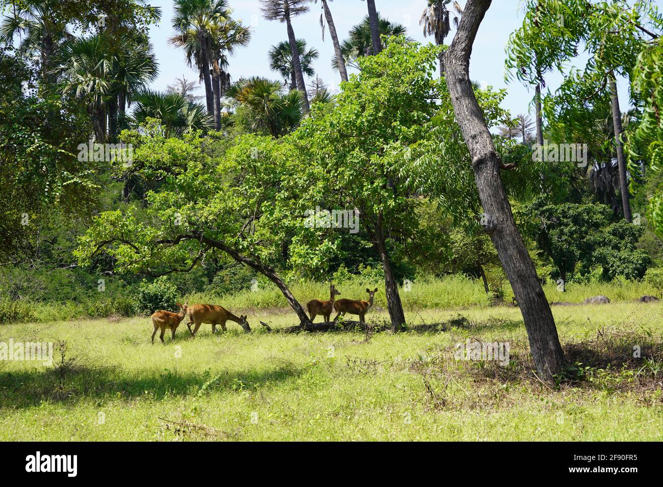 Roe deer group feeding hi-res stock photography and images - Alamy