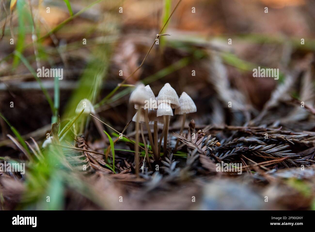 Grouping of tiny mushrooms on forest floor with Redwood needles Stock Photo