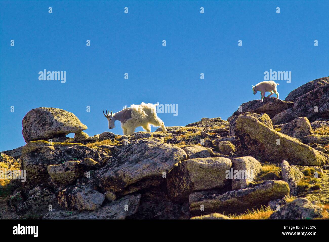 Newborn mountain goat follows its mother over rocky terrain Stock Photo ...