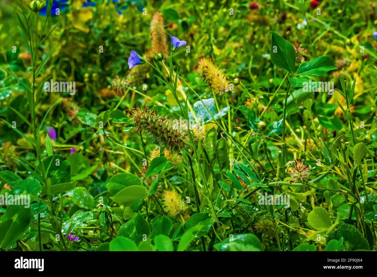 Wildflowers blooming in the garden Stock Photo