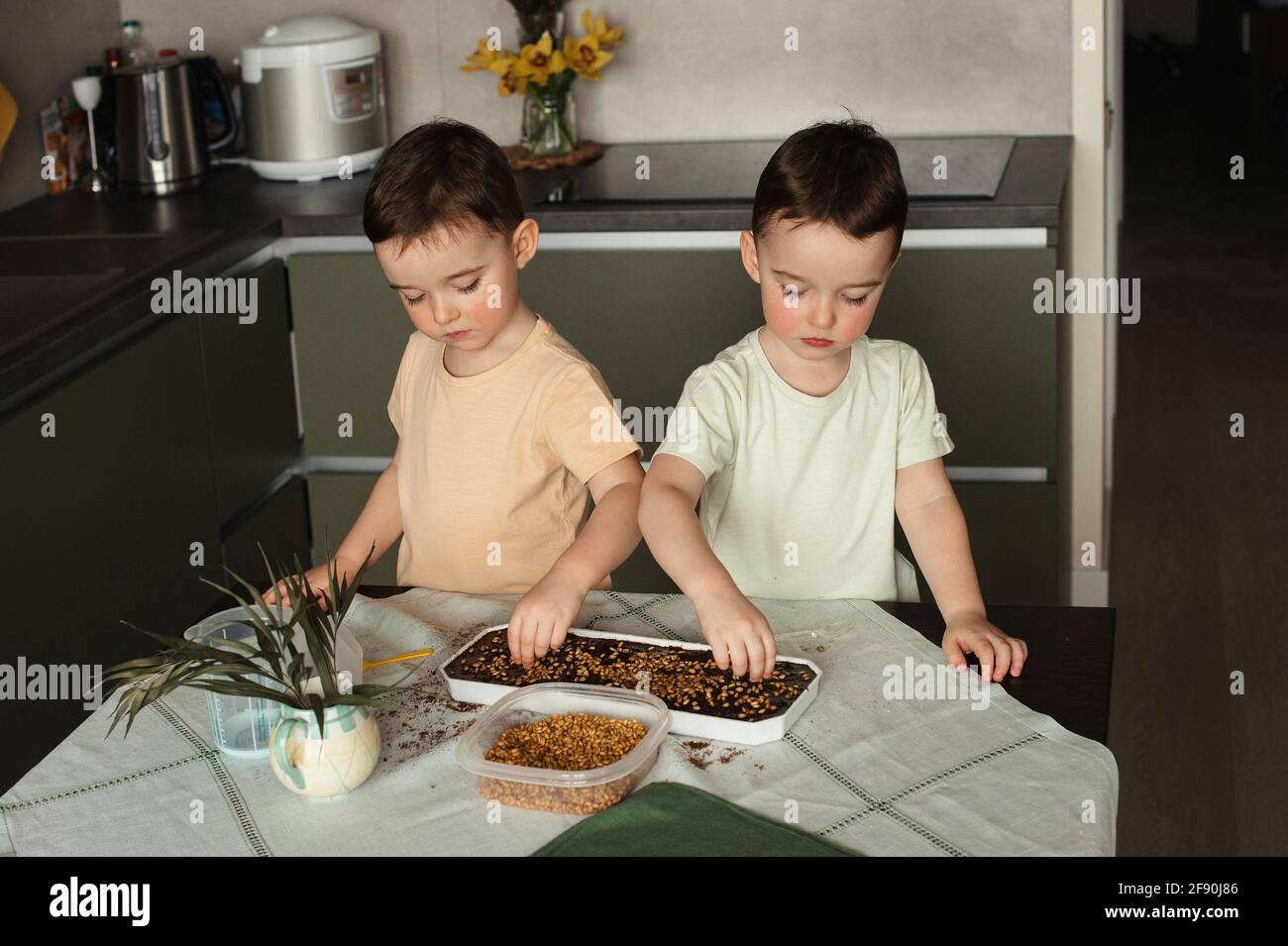 Two toddler twins throwing whole wheat seeds into container moist soil Stock Photo