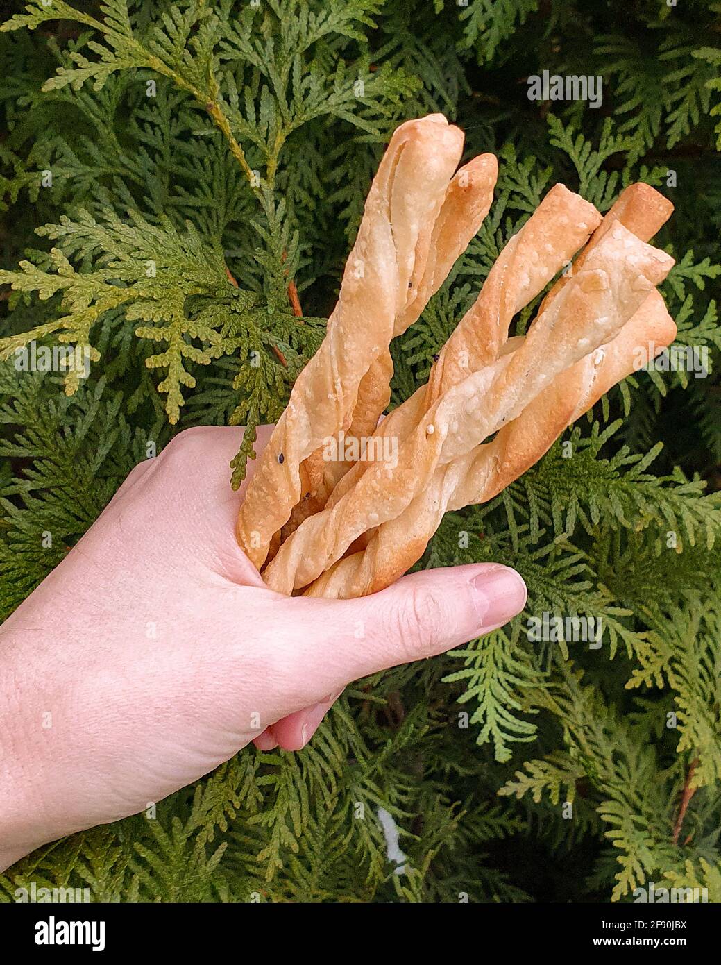 Hand holding pack of grissini breadsticks green thuja branch on back