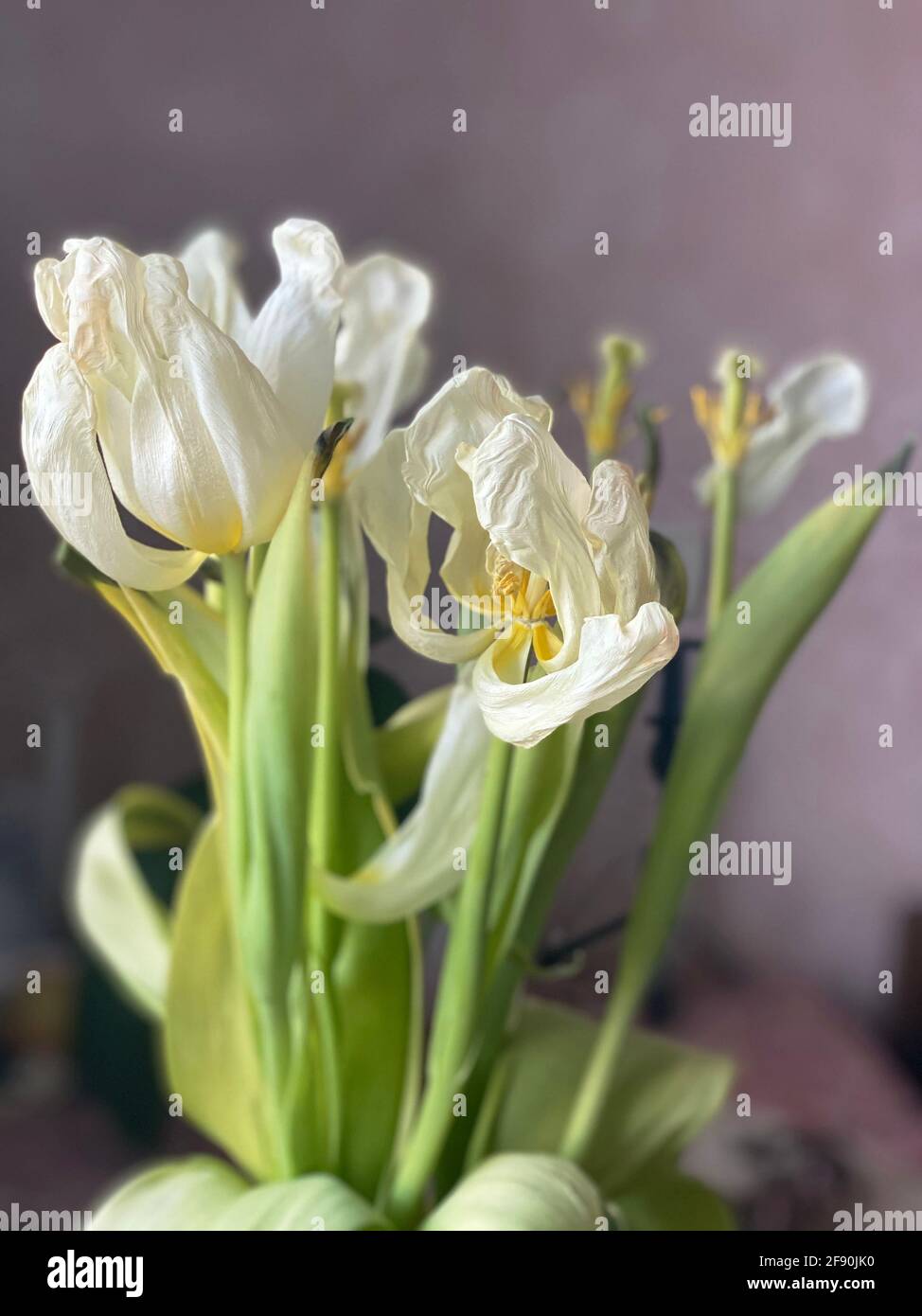 White tulips. Fading flowers. fFding bouquet Stock Photo Alamy