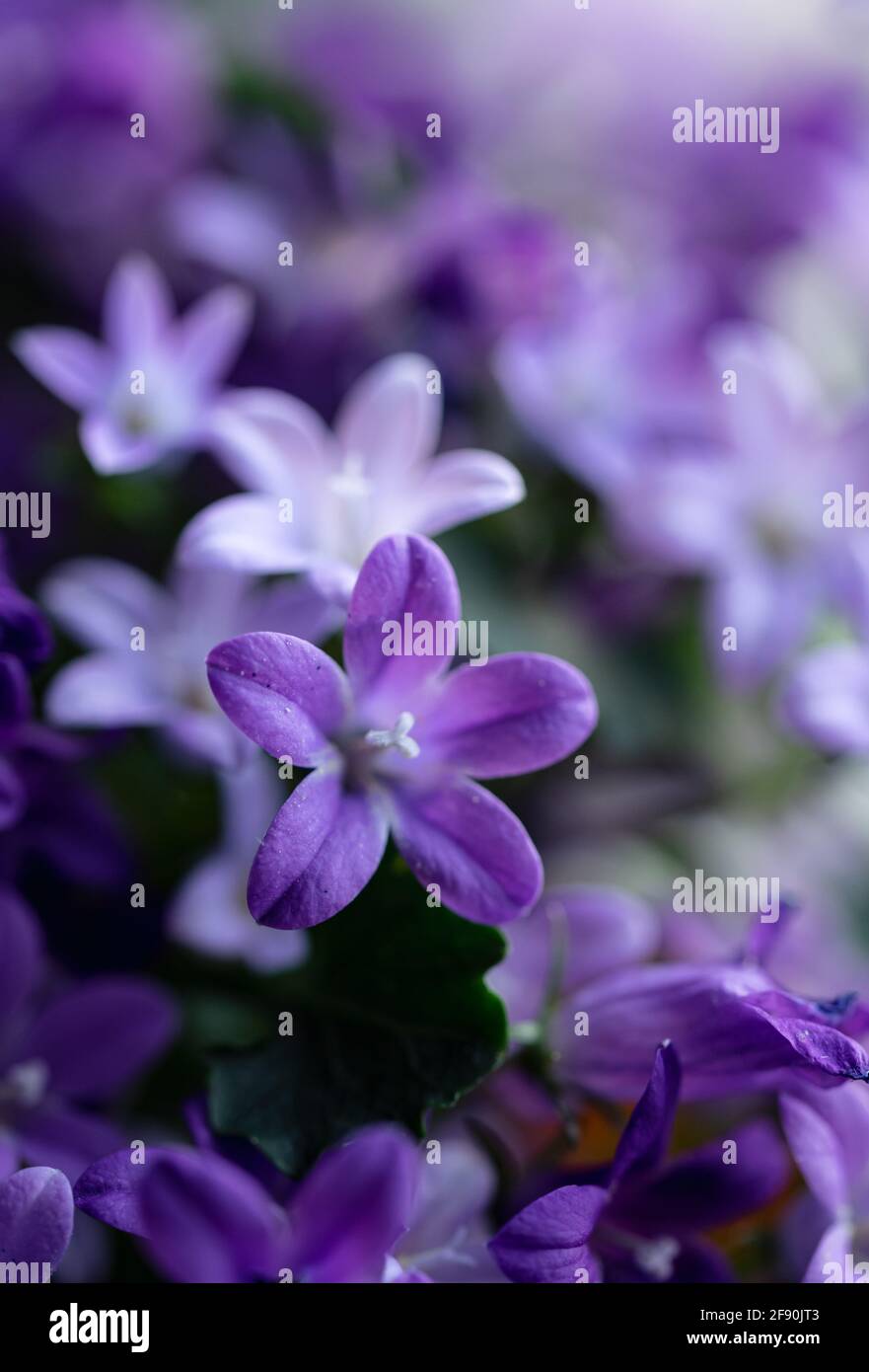 Close up of the petals on purple campanula bellflower plant in bloom. Stock Photo