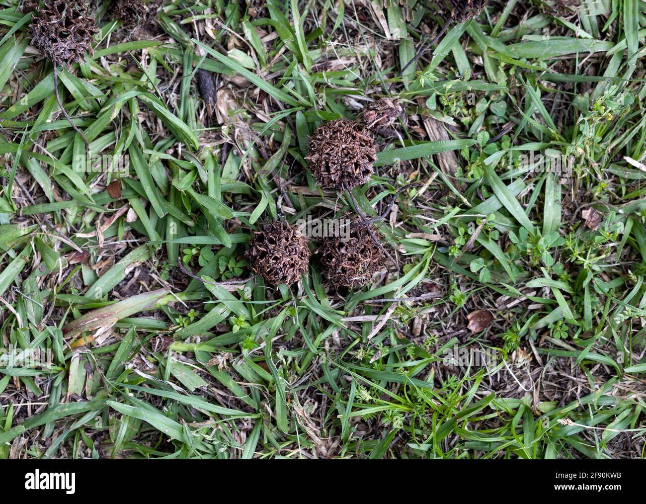 prickly cockle burrs in grass Stock Photo Alamy