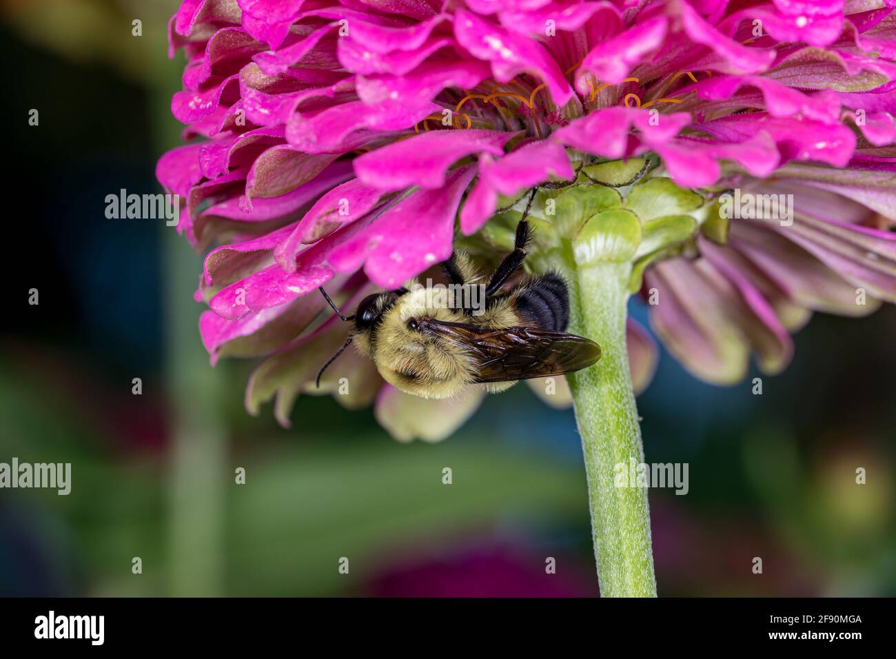 Bumble bee feeding on nectar from Zinnia wildflower. Concept of insect and wildlife conservation, habitat preservation, and backyard flower garden Stock Photo